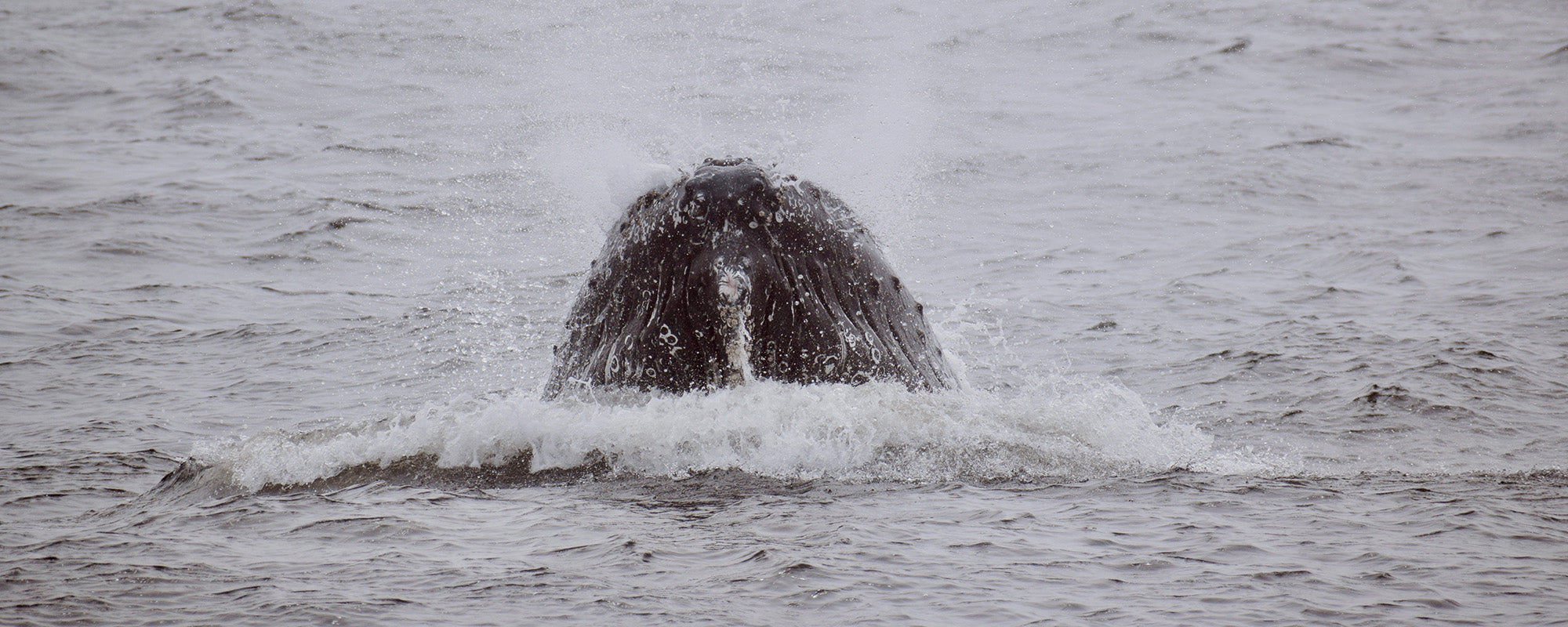 humpback whale breaching in atlantic ocean