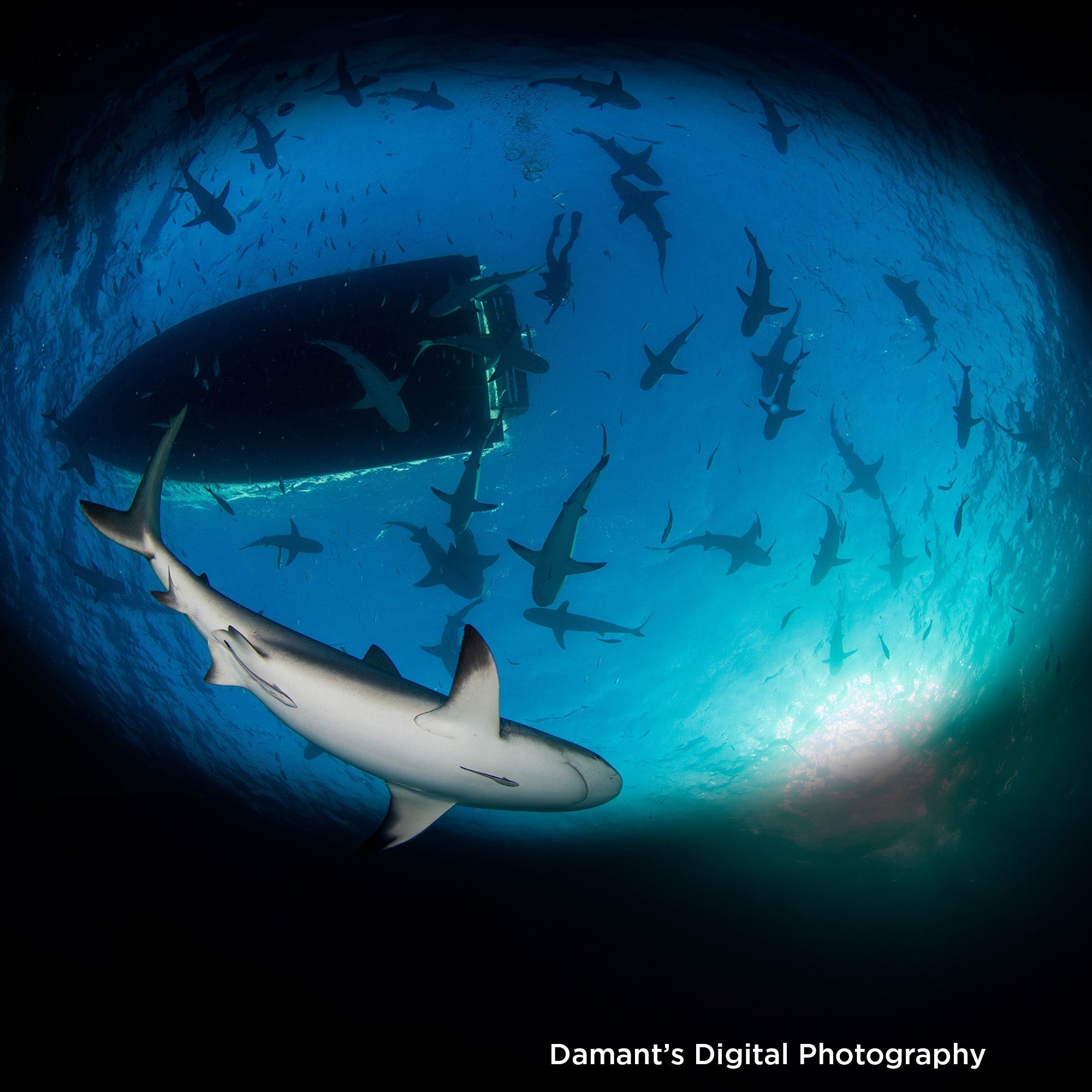 A Divers Guide to Sharks of the North Pacific