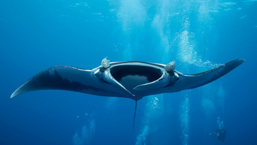 Shearwater Women's Dive Day