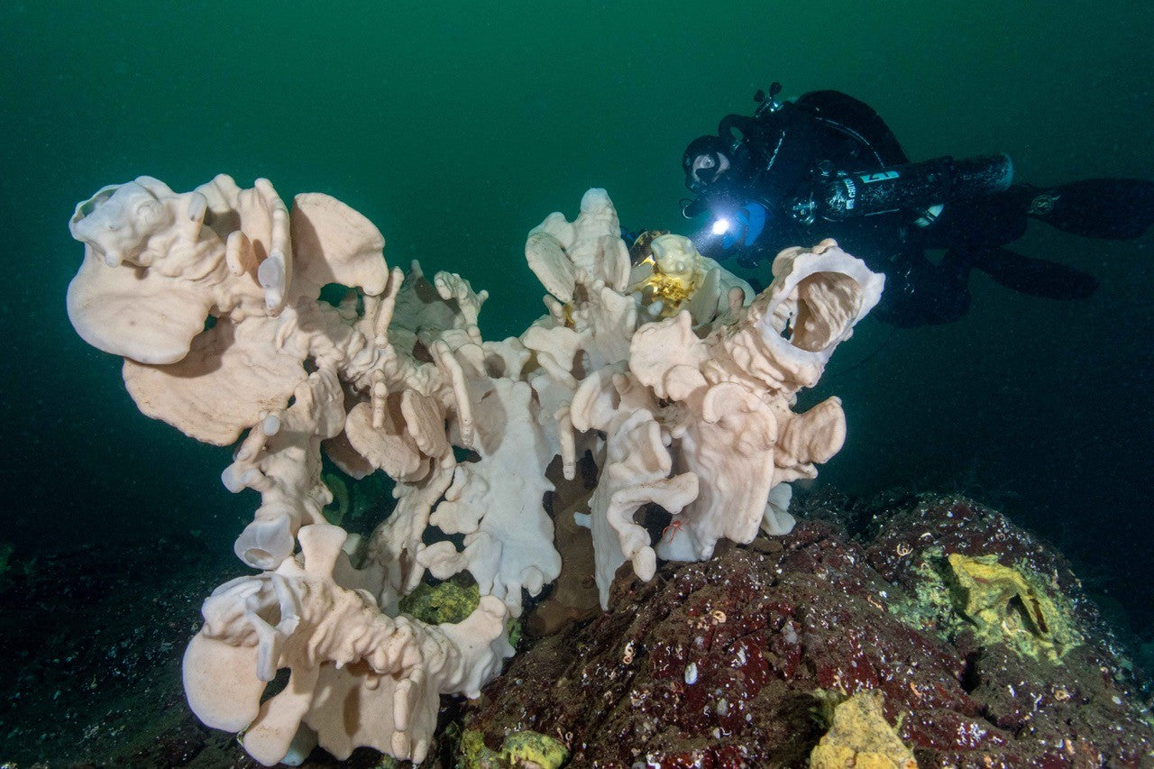 henry foss shipwreck