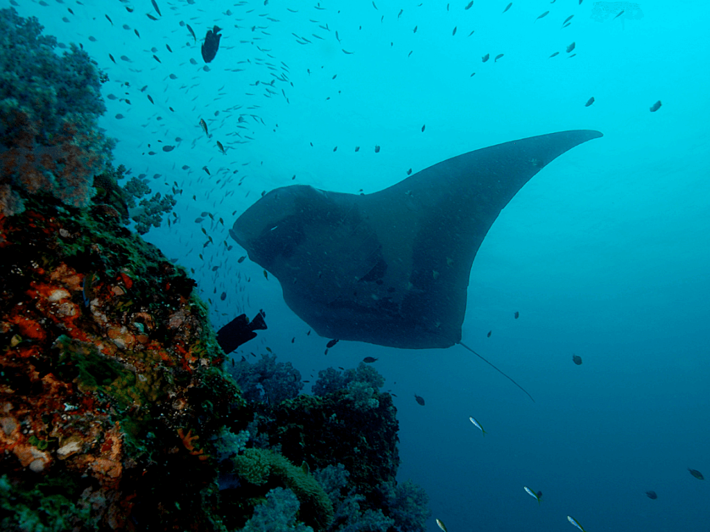 Diving near Koh Lanta with Manta Rays