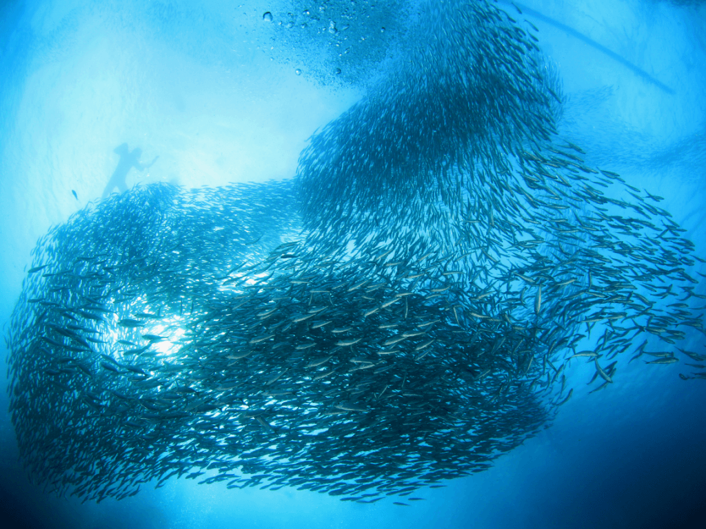 Sardine Run in Moalboal. Cebu, Philippines